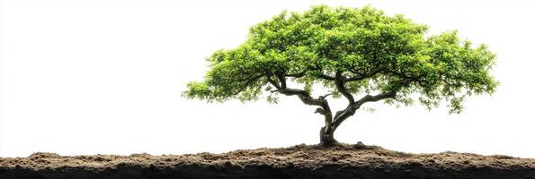 Quercus with white space, photorealistic Quercus plant, isolated on white Quercus photo