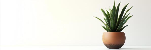 Sansevieria with white space, photorealistic Sansevieria plant, isolated on white Sansevieria photo