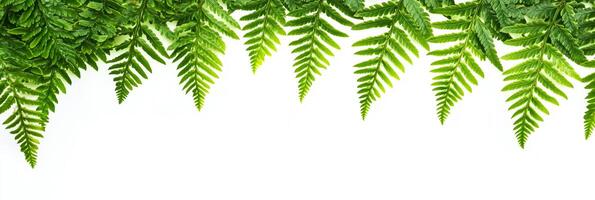 Shield Fern with white space, photorealistic Shield Fern plant, isolated on white Shield Fern photo