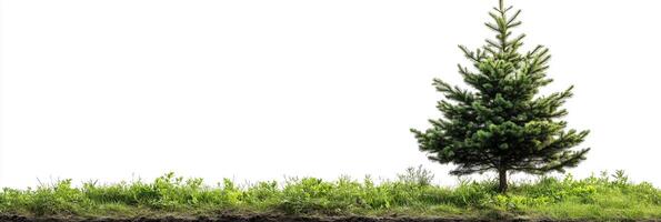 White Cedar with copy space, photorealistic White Cedar plant, isolated on white photo