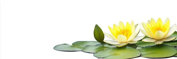 Yellow Water Lily with white space, photorealistic Yellow Water Lily flower, isolated on white Yellow Water Lily photo