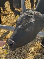 Black cow interacting with a person offering a yellow flower, set in a sunny farm environment with straw and other cattle in the background, showcasing animal-human connection photo