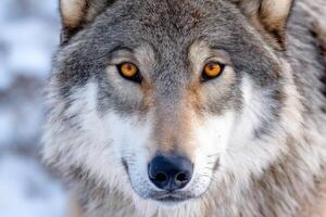 Close-up portrait of a dire wolf showing its glowing orange eyes in the snow photo
