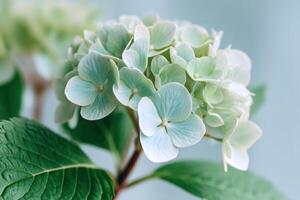Delicate hydrangea blossoms in soft pastel hues, showcasing intricate petal formations and lush green leaves, creating a serene and tranquil floral composition photo