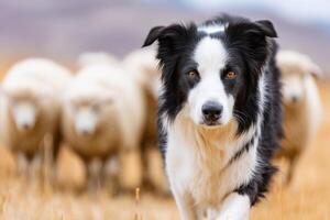 Energetic black and white herding dog confidently guiding a flock of sheep across a golden field, showcasing teamwork and the bond between animals in a pastoral setting photo