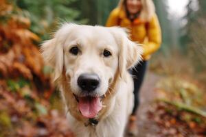 Happy golden retriever dog with a joyful expression walking along a forest trail, surrounded by autumn foliage and a blurred figure of a person in a yellow jacket photo