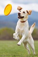 Energetic yellow dog leaping joyfully to catch a flying frisbee in a vibrant green field with mountains in the background, showcasing playful spirit and athleticism photo