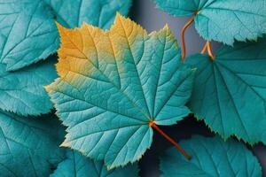 Vibrant green and orange leaves arranged artistically, showcasing intricate textures and natural patterns, creating a visually striking composition that embodies the beauty of nature photo