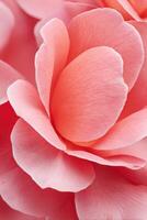 Close-up of delicate pink flower petals showcasing intricate textures and soft gradients, creating a serene and inviting atmosphere for floral enthusiasts and designers photo