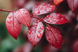Vibrant jester red leaves adorned with droplets of water, showcasing intricate textures and natural beauty, create a stunning visual display of nature's artistry and freshness photo