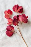 Delicate arrangement of jester red colored leaves on a soft fabric background, showcasing intricate veins and textures, perfect for nature-inspired design and decor concepts photo