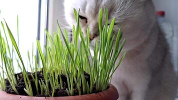 Curious cat exploring and nibbling fresh green grass in a pot video