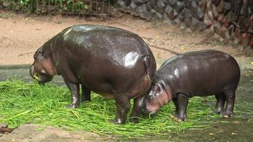 A delightful group of adorable hippos can be observed peacefully feeding together in a tranquil and serene setting, showcasing the splendor and importance of biodiversity within our rich environment video
