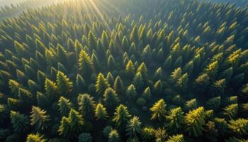 Aerial View of Sunlit Evergreen Forest Lush Green Coniferous Trees Nature photo