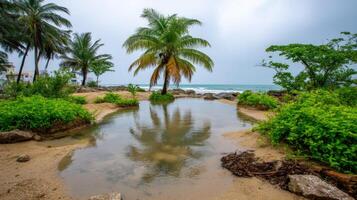 Serene Tropical Beach Scene with Palm Tree Reflection in Calm Water Pool Sandy Shore and Lush Green Vegetation photo