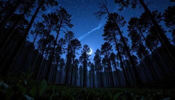 Majestic Night Forest Scene Crescent Moon and Starry Sky above Tall Pine Trees photo