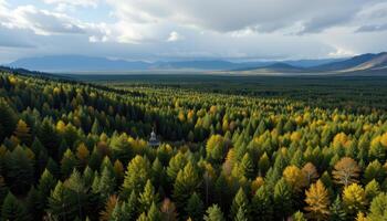 Autumnal Forest Landscape Picturesque Aerial View of Coniferous Trees with a Small Structure photo
