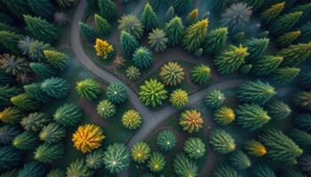 Aerial View of Winding Path Through Lush Evergreen Forest with Golden Autumn Trees photo
