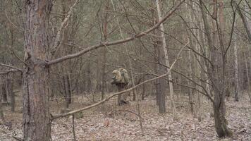 Back view of a man with a backpack and camping gear walking in a calm woodland with fallen leaves video