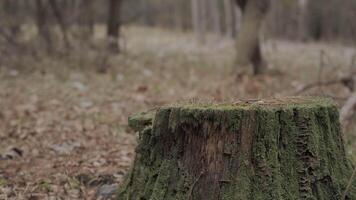 Mossy Tree Stump in Forest with Hiker in Background, Close-up of a moss-covered stump in a forest with a blurred figure of a hiker walking past. video