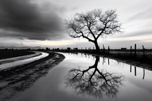 Desolated tree reflecting in flooded field after rain at sunset photo
