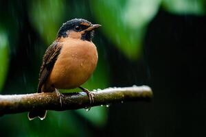 Ferruginous flycatcher perched on branch during rain in forest photo