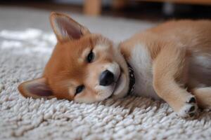 Adorable shiba inu puppy resting on soft carpet photo