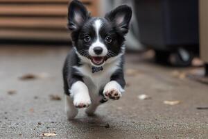 Adorable cardigan welsh corgi puppy running towards camera with mouth open photo