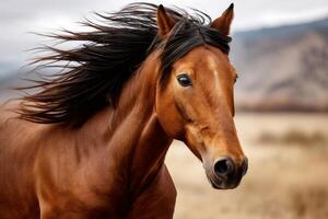 Brown horse running in a field with flowing mane photo