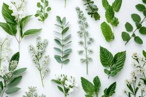 Various greenery and flowers arranged on white background photo