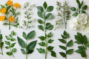 Diverse collection of leaves and flowers arranged neatly photo