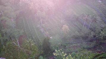 an aerial view of a lush green field with trees video
