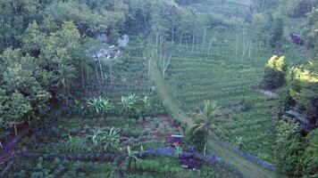 an aerial view of a lush green field with trees and a road video