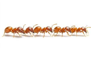 Red ants walking in line on white background. photo