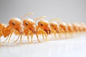 Row of ants marching forward on white surface photo