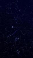 Abstract looped animation of glowing fiber particles moving through a dark navy blue background. Great for tech intros, futuristic visuals, and science content. 4K resolution, 60 fps, seamless loop. video