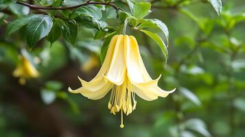 A yellow flower is hanging from a tree photo