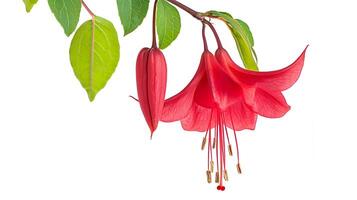 Fuchsia flower on a branch with leaves photo
