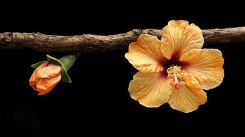 Flower is on a branch photo