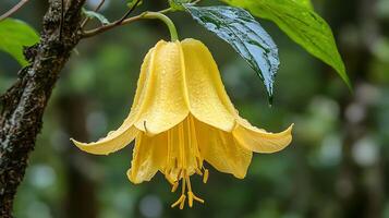 A yellow flower with rain drops on it photo