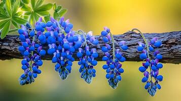 A branch with blue flowers hanging from it photo