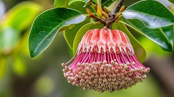 A pink flower with green leaves on it photo