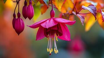 Fuchsia flower, autumn, autumn colors, autumn colors, fuchsia, fuchs photo