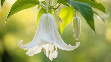 A white flower is hanging from a tree, flower image photo