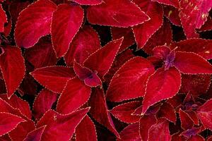 Top view of dense red coleus foliage with scalloped edges and deep magenta tones. Vibrant variegated leaves perfect for tropical garden design, nature backgrounds, or botanical themes. photo