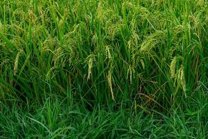 a Lush green rice plants in a paddy field during the grain-filling stage, showing healthy panicles swaying in the breeze, symbolizing abundance, growth, and sustainable farming. photo