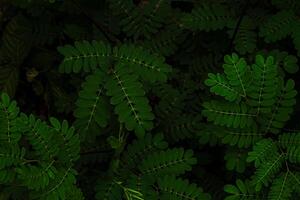 Close up of vibrant green compound leaves in soft natural light, creating a calm and organic pattern. Perfect for eco themes, nature backgrounds, or botanical design concepts. photo