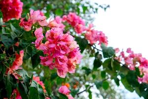 A Bright pink and orange bougainvillea flowers blooming abundantly with lush green leaves against a white sky, creating a vibrant, natural frame perfect for creative advertising use. photo