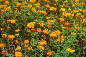 Field of vibrant orange and yellow marigold flowers in various stages of bloom and decay, creating a natural, rustic garden scene full of texture, depth, and seasonal contrast. photo