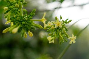 A macro shot of blooming papaya flowers with soft yellow petals and green buds, set against a blurred natural background, perfect for botanical and nature themes. photo
